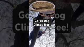 Crazy Dog Can Climb Trees!  GoPro On My Dog!