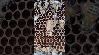 Выход матки #пасека #пчелы