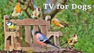 Dog Watch TV Spectacular - Videos for Dogs to Watch Garden Birds 