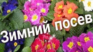 Как сеять примулу зимой. Стратификации семян. ТРИ СПОСОБА!