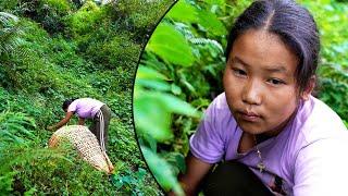 Anita Cutting food for pig & wood II Pastoral life of Nepal@Manjitamrnati