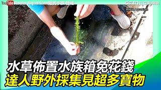 水草佈置水族箱免花錢　達人野外採集見超多寶物｜三立新聞網SETN.com