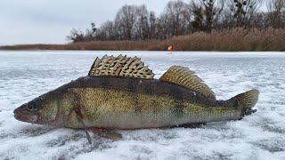 Winter Fishing First Ice Zander Cooking Fish on Fire Bushcraft