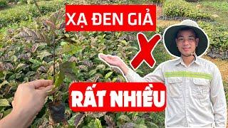 XẠ ĐEN GIỐNG RẤT NHIỀU NHƯNG DỄ MUA PHẢI CÂY GIẢ? LÀM SAO MUA ĐƯỢC GIỐNG XẠ ĐEN CHUẨN 0976 836 586