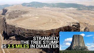 Giant tree stump 2.5 miles in diameter discovered