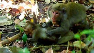 Jane monkey like wild jump to give her big kid a nice gift on ground for surprise last Christmas day