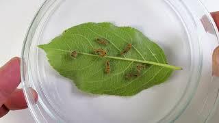 Hairy caterpillars eat a whole apple leaf within 20 hours #greentimelapse #gtl #timelapse