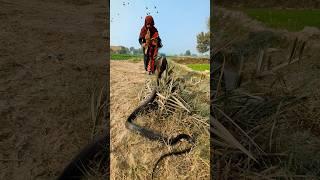 Naag jogi #snake #naagjogi #cobra #snakecobra #jogi #been #snakecatcher