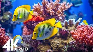 The Best 4K Aquarium  Beautiful Coral Reef Fish - Sleep Relax Meditation Music