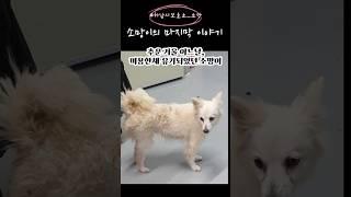 [하남유기견보호소] 사람에게 두 번 상처받고도 사람을 좋아했던 소망이