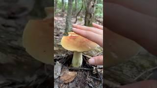 Trail Tapping: Boosting Forest Life with Every Tap #shorts #nature #mushroom #asmr  #tapping