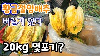 속노란 황금절임배추 20kg  몇포기? 절임배추가격? KBS 생생정보 방송