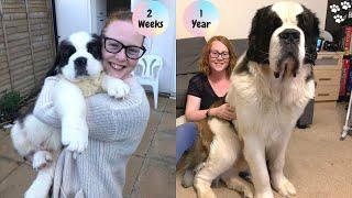 Saint Bernard Puppy growing up Timelapse - St Bernard dog | Saint Bernard Puppy to Adult