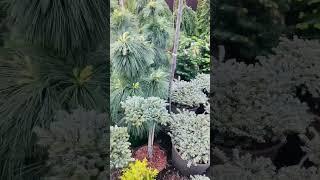Медвежата, Домовята, так и хочется погладить.