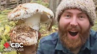 B.C. mushroom picker finds massive matsutake mushroom