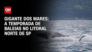 Gigante dos mares: a temporada de baleias no litoral norte de SP | LIVE CNN