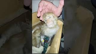 rip monkey didi 