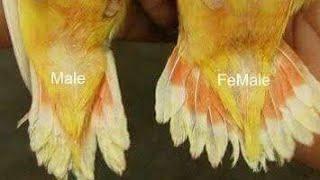 3 Main male female difference between love birds