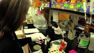 University of Michigan - The Department of Molecular, Cellular & Developmental Biology