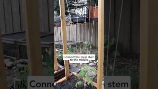  My UPDATED Tomato Trellis for 2023! #tomatotrellis #tomatotips #growingtomatoes #gardentrellis