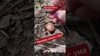 Беларуска обнаружила в мае в лесу польский гриб  #беларусь  #belarus #грибы #лес #природа #кимат