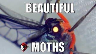 Moths: Just as beautiful as butterflies. - Biodiversity Shorts #11