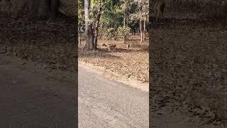 Found these deer on the way to Kanha National Park