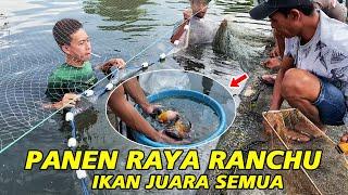 Panen Raya Lagi ‼ Ranchu Mud Pond Maya Rizka Goldfish | Ada Calon Ikan Juara