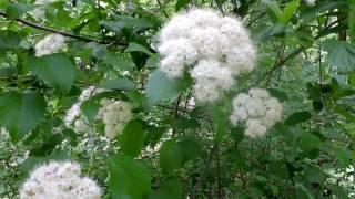 Capital Naturalist: Arrowwood Viburnum