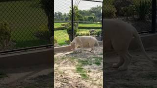 Lion cub learns to walk for the first time 