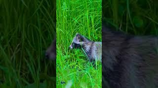 Unexpected racoon dog family encounter