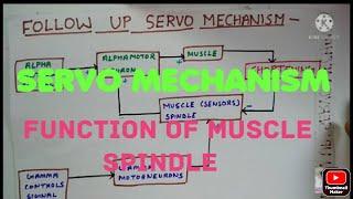 Servo Mechanism Physiology - Function of Muscle Spindle.