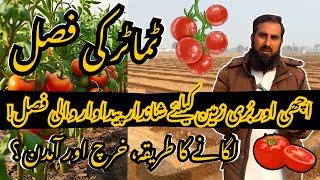 DIY Tomato Farming | High Yield Secrets || Kam Kharch Zyada Paidawar || Behtareen Fasal Ka Raaz