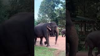 ඇබ්බැහි වුනා කියල වැරැද්දක් වෙන්නේ නෑ ️ #pinnawala #elephants