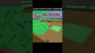 TALLEST GRAPE IN GROW A GARDEN? #youtubeshorts #roblox #memes #fypage #growagarden #fyp #robloxfyp