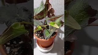 Begonia Green Goddess  #обзор #обзорцветов #продажапочтой #продажапочтой #бегонии