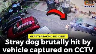 #Heartbreaking Incident! Stray dog brutally hit by vehicle captured on CCTV