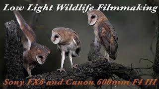 SONY FX6: CRAZY Low Light Wildlife Filmmaking. #wildlife #wildlifefilmmaker #wildlifephotography