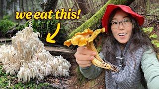 HUNT & COOK: Foraging Wild Mushrooms ‍🟫 We find Bear’s Head & Chanterelles!