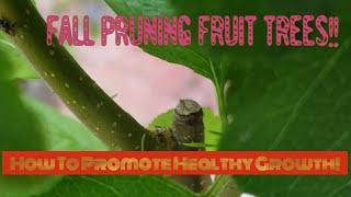 Pruning Fruit Trees In The Fall!  Should You Do It?