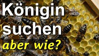 Königin suchen aber richtig: Finden der Bienen-Königin mit der Wegstellmethode ohne Sieben aber wie?
