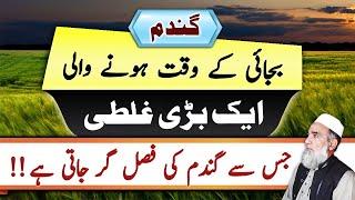 Common Mistake at sowing that may Lead to Lodging of Wheat Crop || Crop Reformer