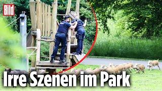 Wildschwein-Familie „überfällt“ Spielplatz: Beamte retten sich auf Klettergerüst