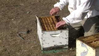 Inspecting a hive for disease