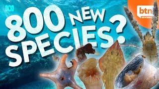 Hundreds Of New Ocean Species Discovered