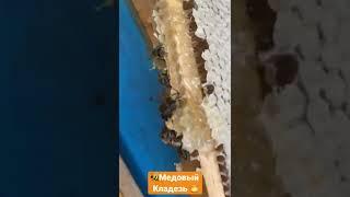 Отбираем рамки для откачивания мёда 