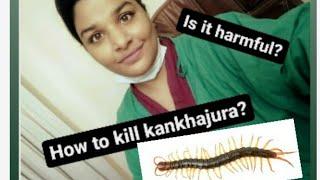 How to kill KANKHAJOUR(centipedes)at home or harmfull insects?#crushing #howto