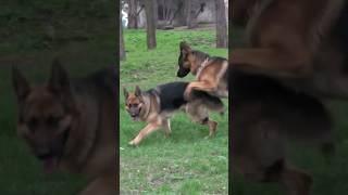 Родились щенки от Альфонса и Лолы 31.05.23 Одесса. #germanshepherd #немецкаяовчарка