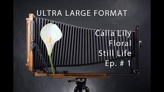 Ultra Large Format Photography: Solatary Grace, Calla Lily - Episode 1