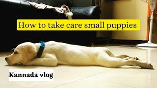 How to take care small puppy | Labrador puppy | Life of Thanvi